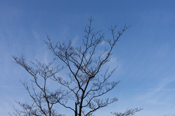 空と木