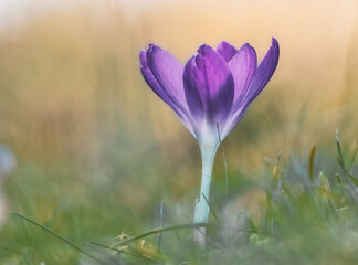 Krokus auf der sonnigen Wiese