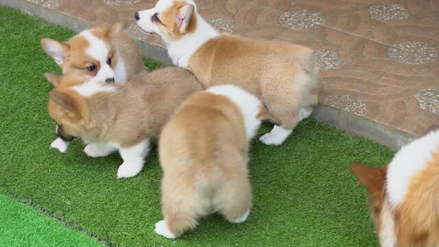 group of cute corgi puppy dogs playing together in backyard at home