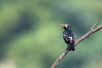 The pied myna or Asian pied starling perching on branch tree , Thailand