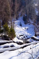winter forest in the snow