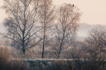 HOARFROST IN THE WETLANDS - Tree and cane in the bogs
