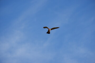 Falcon Hunting - Germany 2021
