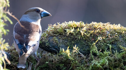  Kernbeisser,  natur, wild lebende tiere, tier, robin, finch, wild, bird, ast, frühling, baum,