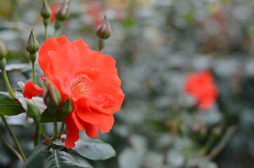 与野公園のバラ