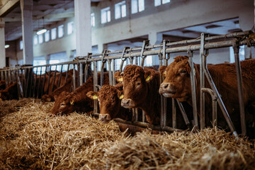 cows in a farm