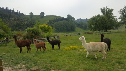 Obraz na płótnie Canvas llama in the mountains & grass New Zealand
