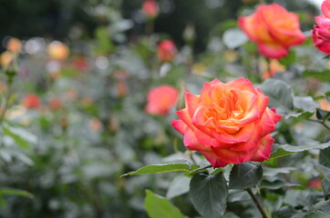 与野公園のバラ