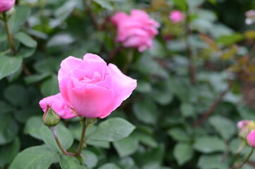 与野公園のバラ