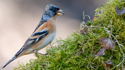 bird, natur, robin, wild lebende tiere, tier, wild, spatz, schnabel,