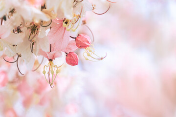 pink blossom,Beautiful pink flower,free space,flower on soft pastel color in blur background,Natural Pink Thai cherry blossom,Cassia fistula tree blossom in spring season