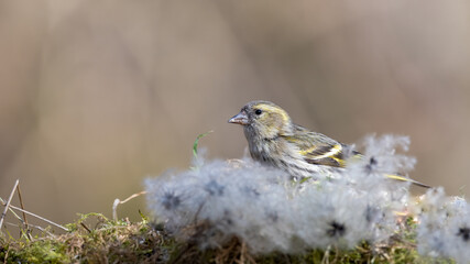 Erlenzeisig, gelb, ast, natur, wild lebende tiere, baum, wild, tier, singvogel