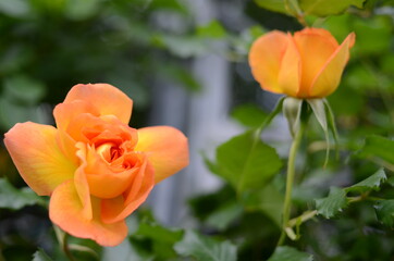 与野公園のバラ