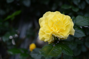 与野公園のバラ