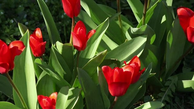 tulipes rouges