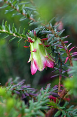 Pendant bell shaped white and pink flower of the Australian native Darwinia leiostyla, family Myrtaceae. Endemic to south west Western Australia