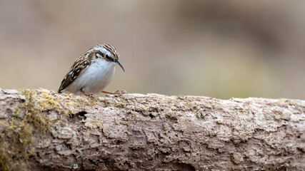 bird, natur, tier, wild lebende tiere, nest, wild, ast, green, schnabel