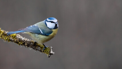 bird, natur, wild lebende tiere, tier, blau, ast, wild, blaumeise, sitzen, schnabel