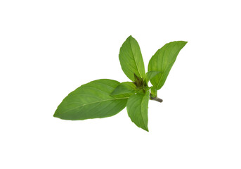 Fresh organic basil leaves, isolated on white background.