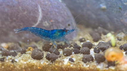 unter wasser, wasser, meer, aquarium, natur, tier, ozean, existenz, 