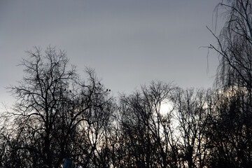Birds on the trees of the park against the background of the gray evening sky