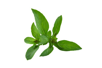 Fresh Green Basil Leaf, isolated on white background.
