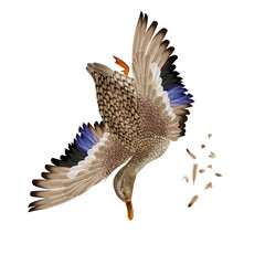 la chasse, tirer, canard, colvert, femelle, mâle, volant, ciel, vol, atteindre, tuer, oiseau, animal, nature, ailes, faune, bleu, blanc, sauvage, mer, oie, empennage, liberté, mouche, aigle, rapace, f