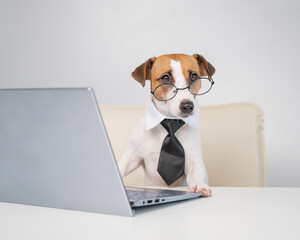 Dog jack russell terrier in glasses and a tie sits at a desk and works at a computer on a white background. Humorous depiction of a boss pet.