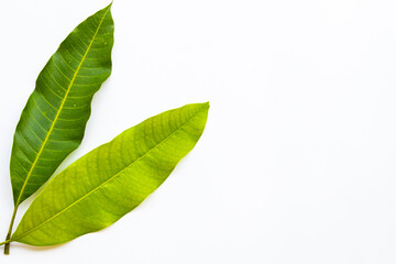 background texture nature mango leaf arrangement flat lay postcard style on white
