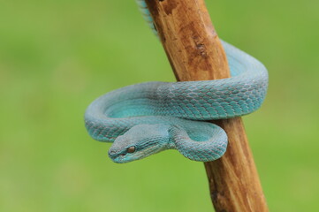 viper snake on the wood