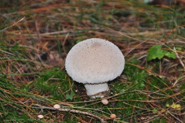 Flaschenstäubling