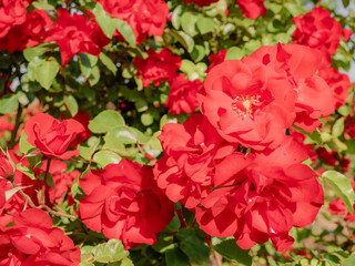 Huge red rose-like flowers surrounded by green leaves forming a natural spring background