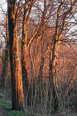 Obraz premium Wald im Abendlicht