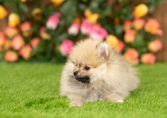 Pomeranian spitz puppy lies on green summer grass and looks away. Empty space for text