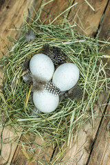 Ostereier im natürlichen Nest aus Heu, verschiedene Eier von Wachtel, Fasan, Huhn, Ente und Gans