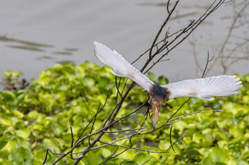 The breeding adult Javan pond heron ambushing prey  , Thailand