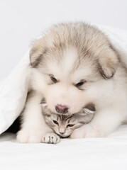 Friendly Alaskan malamute puppy embraces tiny kitten under warm blanket on a bed at home