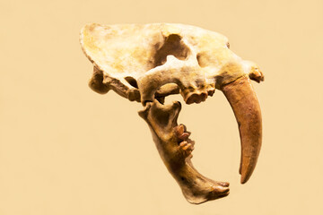 The skull of the saber-toothed cat smilodon (Latin Smilodon californicus) is isolated on a white background. Paleontology Late Pleistocene fossil animals. © Victor1153