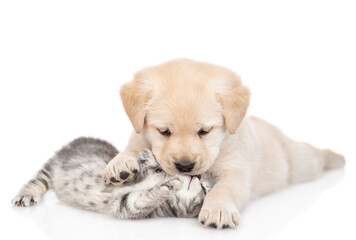 Playful Golden retriever puppy hugs and kisses a tiny gray kitten. isolated on white background