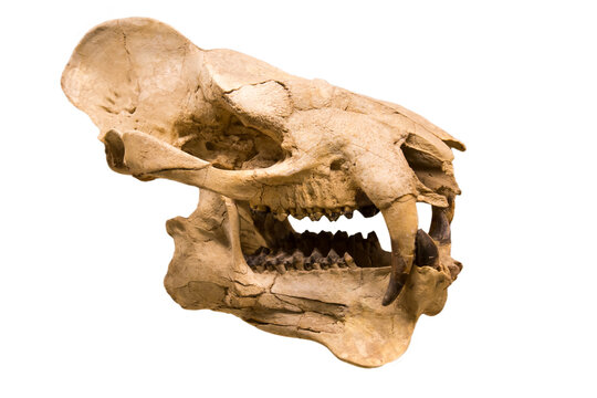 The skull with the lower jaw of prodinoceras (lat. Prodinoceras martyr) isolated on a white background. Paleontology Late Pleistocene fossil animals.