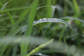 water drops on grass