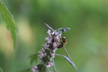 bee on a flower