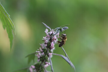 bee on a flower