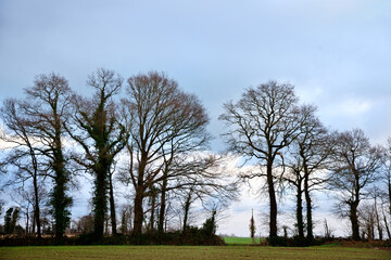 Obraz premium Frieze of trees against the light in winter with a blue sky