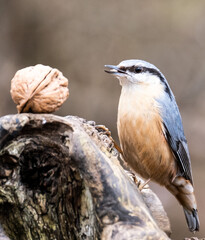 Kleiber mit Walnuss
