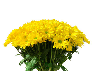 Yellow chrysanthemums. Bouquet isolated on a white background. Close-up.