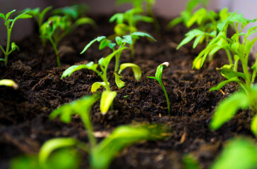 Seedling of young plants on windowsills at home.