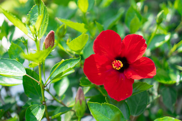 Garden red flower background. Hibiscus, Gudhal flower. Red plant. Red Hibiscus