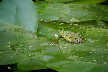 Spring frogs come to life, start mating, croak loudly, mate in pairs, the whole pond buzzes with...