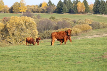 Cow with calf in the meadow with other cows in the background are rocky mountain. In the beckground are High Tatras - Peak Kriv&aacute;ň (Slovakia)